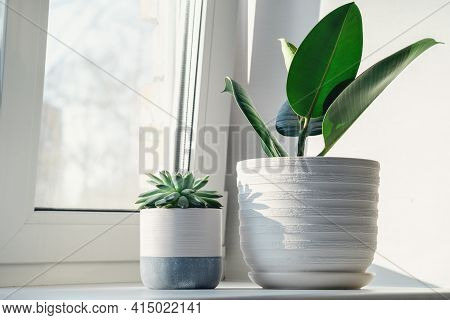 Succulent In Ceramic Pots. Potted Cactus House Plants On On The Windowsill. Hard Morning Sunlight - 