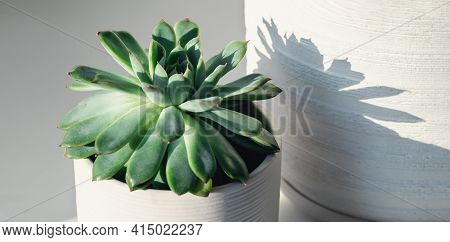 Succulent In Ceramic Pots. Potted Cactus House Plants On On The Windowsill. Hard Morning Sunlight - 