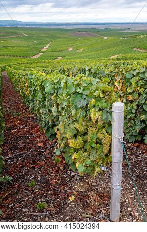 Landscape With Green Grand Cru Vineyards Near Epernay, Region Champagne, France In Rainy Day. Cultiv