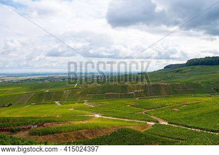 Landscape With Green Grand Cru Vineyards Near Epernay, Region Champagne, France In Rainy Day. Cultiv