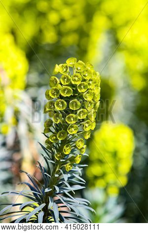 Mediterranean Spurge (euphorbia Characias) In The Garden