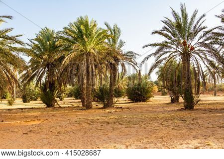 Plantation Of The Date Palm. Date Trees (phoenix) In An Oasis Near Ksar Ghilane, Sahara, Tunisia, No