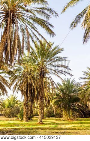 Plantation Of The Date Palm. Date Trees (phoenix) In An Oasis Near Ksar Ghilane, Sahara, Tunisia, No