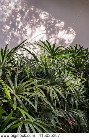 Howea Forsteriana Tree With Light And Shadows On A White Concrete Wall Texture For Background. Natur