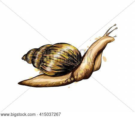 Garden Snail From A Splash Of Watercolor, Colored Drawing, Realistic. Achatina Giant. Vector Illustr