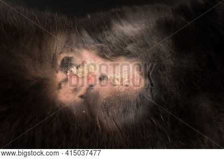 Close-up Photo Of Rabbit Dermatitis C C