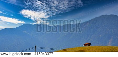 Cows In The Austrian Mountains In The Sunshine In Irschen, The Herbal Village