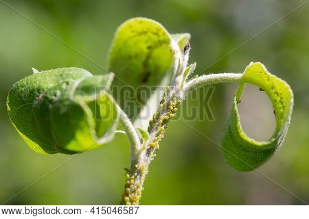 Ant And Aphids On Young Stem Of Apple Tree. Macro Photo.
