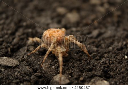 Ragno