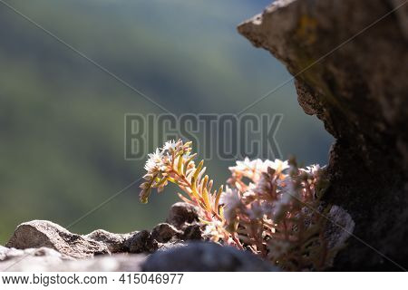 Flowering White Sedum Plant In Carpathian Mountain Region. Stonecrop Plant On Blurred Background.