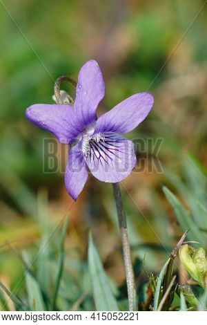 Closeup On A Common Dog Violet, Viola Riviniana