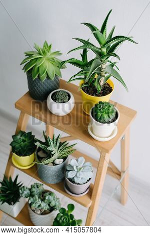 Many Indoor Plants In White, Gray And Yellow Pots.