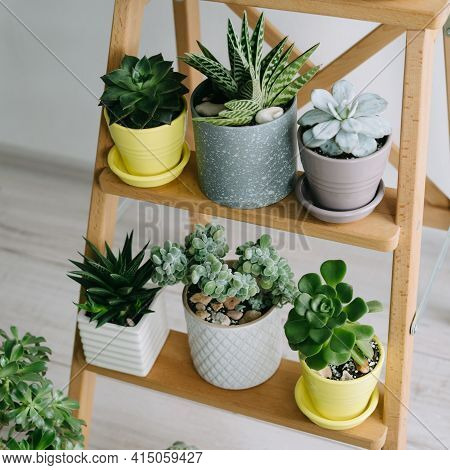 Many Indoor Plants In White, Gray And Yellow Pots.