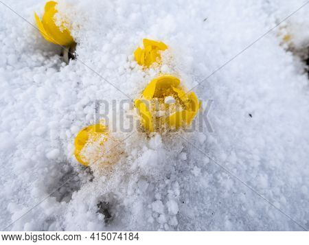 Bright Yellow Flower - Winter Aconite In Bloom In Sunlight Covered With Snow In Early Spring. The Ea