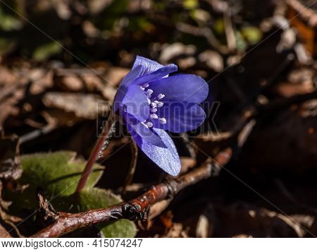 Beautiful Close Up Shot Of First Of The Spring Wildflowers Large Blue Hepatica