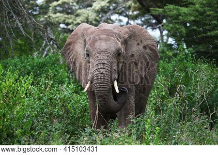 African Bush Elephant (loxodonta Africana) In A Deep Green Bush
