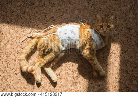 Postoperative Bandage On A Cat. Care Of A Pet After A Cavitary Operation, Castration, Sterilization.