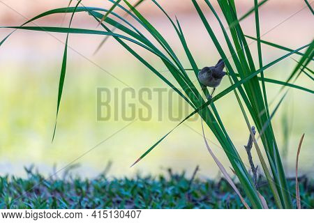 Reed Warbler, Acrocephalus Scirpaceus, Single Bird On Branch.