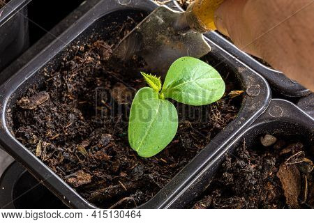 Picking Or Pinching Seedlings During Cotyledon Development, Transplanting Seedlings From A Small Pla