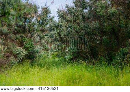 Loch Silvery Grove. Silverberry Or Elaeagnus Commutata Bushes.