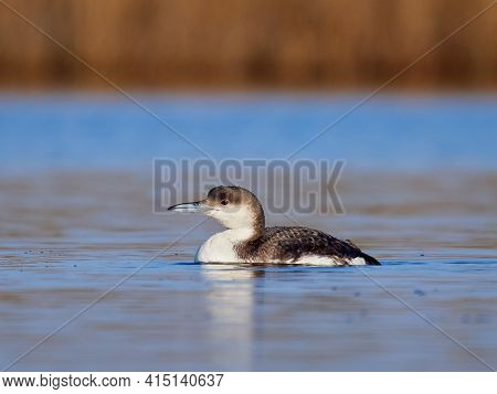Black-throated diver (Gavia arctica) in natural habitat