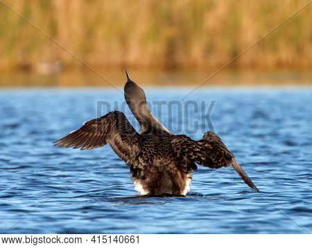 Black-throated diver (Gavia arctica) in natural habitat