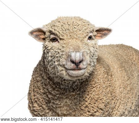 Head shot, portrait, Southdown sheep, Babydoll, smiling sheep, isolated
