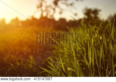 Sunset.landscape.nature.grass.trees,plants,grass And Flowers During The Sunset.dusk.nature During Th