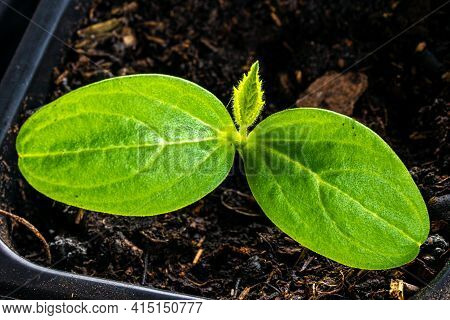 Close-up, From Above, A Cucumber Sprout In The First True Leaf Stage In A Plastic Pot With Potting S
