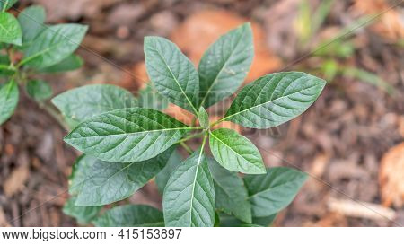 Gymnanthemum Extensum Plant In A Vegetable Garden.