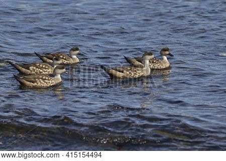 Group Of Crested Duck (lophonetta Specularioides Specularioides) On Bleaker Island In The Falkland I