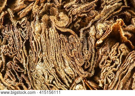 Cigar And Cigarette Tobacco Macro Photo. Close-up