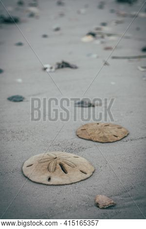 Two Complete Sand Dollars Laying In The Sand
