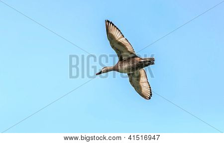 Red-crested Pochard,migratory, bird, Diving duck, Rhodonessa rufina, flying, copy space