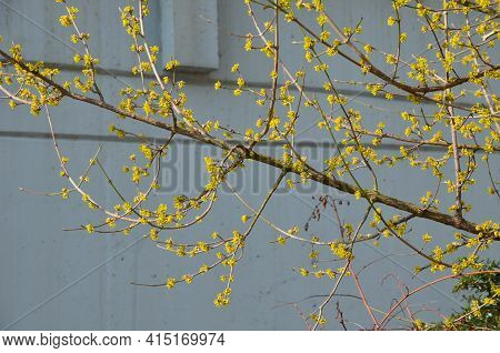 Dogwood Solitary Shrub Blooming On The Waterfront By The River In Yellow. It Is A Decorative Gem Of 