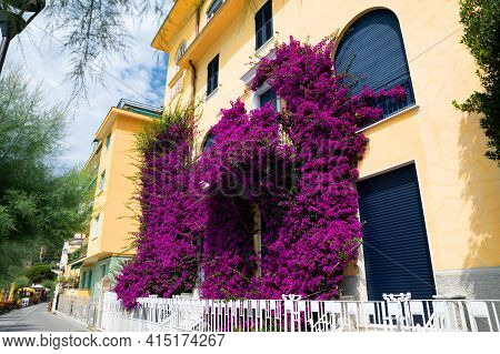 Monterosso, Liguria, Italy. June 2020. The Characteristic Flowers Of The Place Cover The Facades Of 