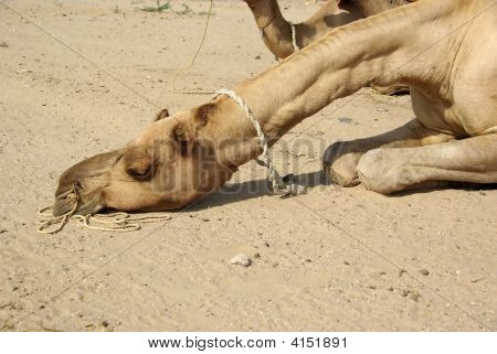 Velbloudí hlavu v Rajasthan
