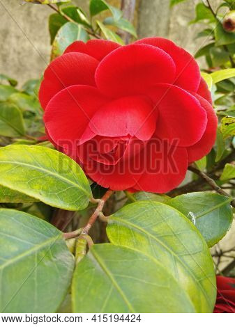 A Colorful Red Japanese Camellia Flower In Bloom In A Garden In Springtime