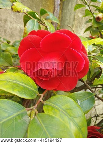 A Colorful Red Japanese Camellia Flower In Bloom In A Garden In Springtime