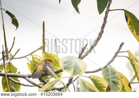 Asian Golden Weaver Perching On Grass Stem In Paddy Field. Ploceus Hypoxanthus Bird In Tropical Fore