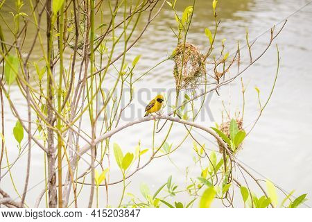 Asian Golden Weaver Perching On Grass Stem In Paddy Field. Ploceus Hypoxanthus Bird In Tropical Fore