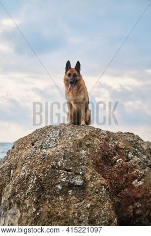 Beautiful Dog Sitting High And Posing, Walking Outdoors In Nature. German Shepherd Of Black And Red