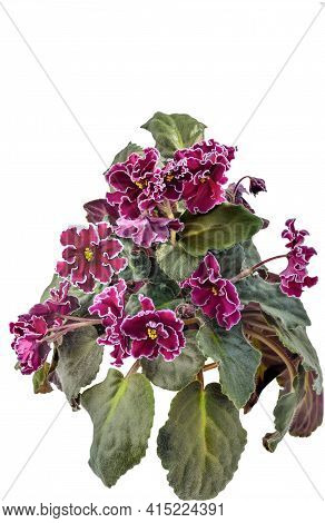 Beautiful Saintpaulia, African Or Uzambara Violet Isolated. Purple Indoor Flowers Variety Powder Keg