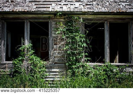 Ivy And Weeds Overgrowing An Old Wood Clad Homestead