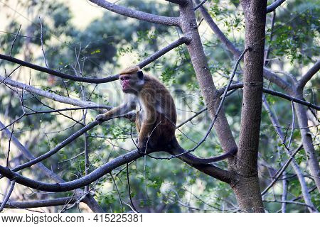 Monkey In Cute Treecape On The Background Of Rainforested Mountains. Endemic Fauna Of Sri Lanka. Pal