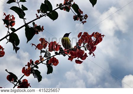 Purple-rumped Sunbird (nectarinia Zeylonica) Bird Drink Nectarfrom Ipomea (morning Glory) Vine With 