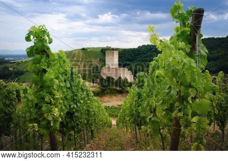 Summer View Between The Vines Of The Ruins Of Chateau De Wineck, Ancient Abandoned Castle In The Vin