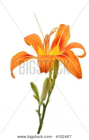 ลิลลี่บนพื้นหลังสีขาว