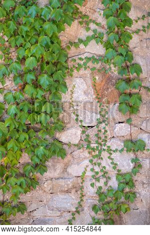 Green Creeper Plant Growing On A Rock Wall. Old Stone Wall With Creeping Plants