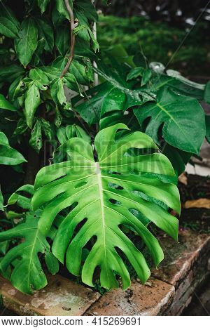 Green Monstera Leaf Plant, Swiss Cheese Plant Or Mexican Breadfruit. Ornamental Plant In A Garden